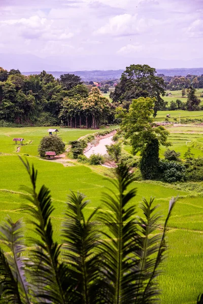 Rice Field Pua District Thailand — Stock Photo, Image