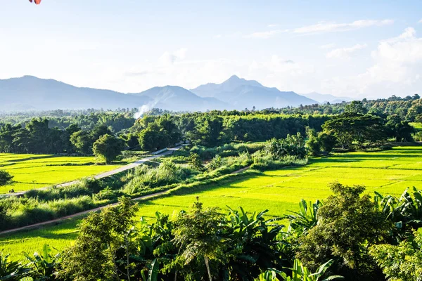 Рисовое Поле Районе Муангпан Провинции Лампанг Таиланд — стоковое фото