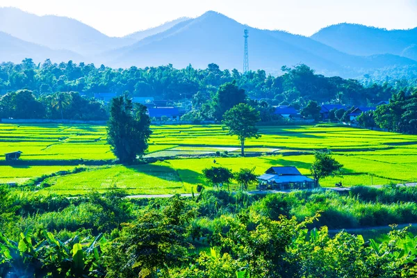 Reisfeld Bezirk Muang Pan Der Provinz Lampang Thailand — Stockfoto