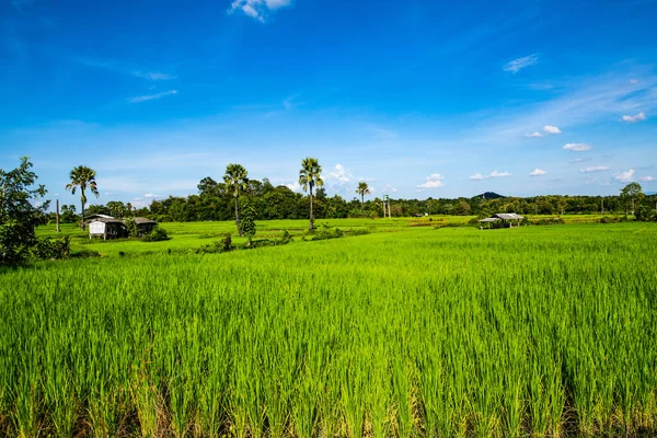 Tayland 'ın Chiangmai bölgesindeki pirinç tarlası..