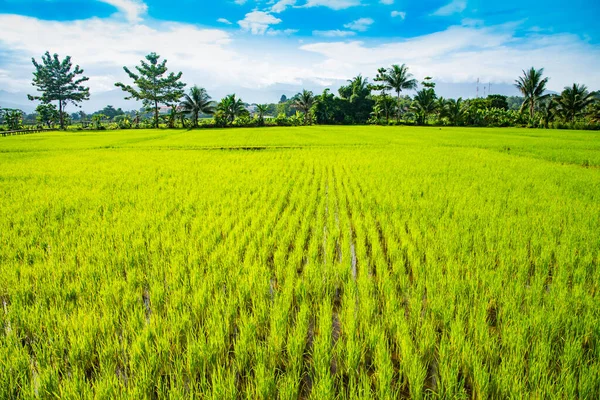 Rice Field Pua District Nan Province Royalty Free Stock Photos