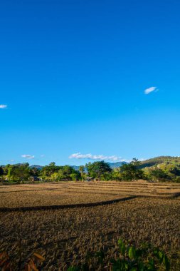 Agricultural field in Mueang Khong district of Chiangmai province, Thailand.