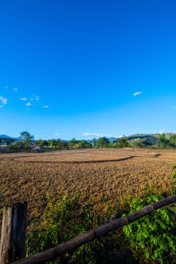 Agricultural field in Mueang Khong district of Chiangmai province, Thailand.