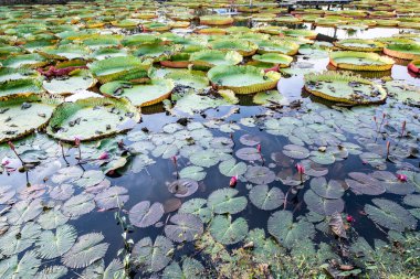 Victoria lily garden in Phan district of Chiang Rai province, Thailand.