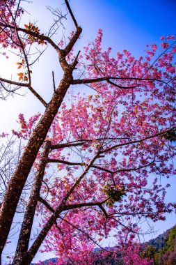 Beautiful Wild Himalayan Cherry Trees in Khun Changkhian Highland Agricultural Research and Training Station, Thailand.