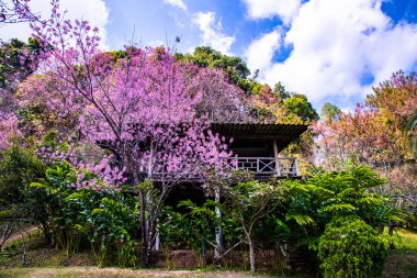 Beautiful Wild Himalayan Cherry Trees in Khun Changkhian Highland Agricultural Research and Training Station, Thailand.