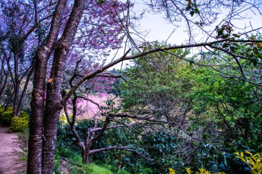 Natural Trail with Beautiful Wild Himalayan Cherry Trees in Chiangmai Province, Thailand.