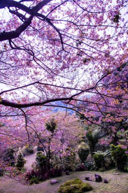 Beautiful Wild Himalayan Cherry Trees in Khun Changkhian Highland Agricultural Research and Training Station, Thailand.