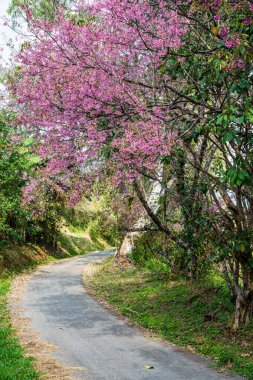 Wild Himalayan Cherry in Khun Wang royal project, Thailand.