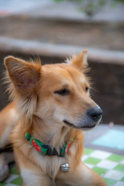 Baş shot in Tay köpek, Tayland.