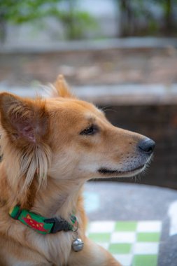 Baş shot in Tay köpek, Tayland.