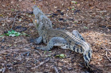 Siyam timsahı doğada, Tayland.