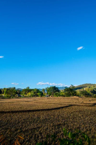 Agricultural Field Mueang Khong District Chiangmai Province Thailand — Stockfoto