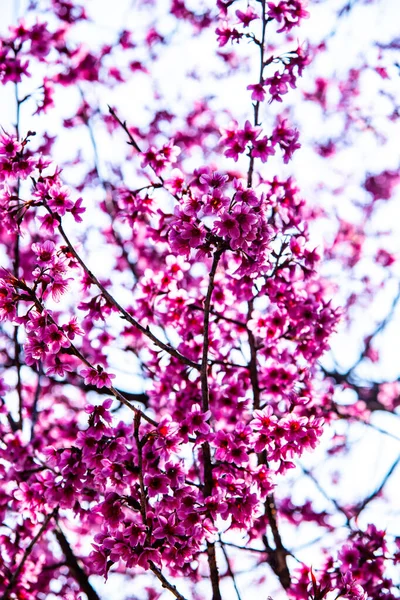 Cereja Selvagem Himalaia Flor Sakura Estilo Tailandês Tailândia — Fotografia de Stock