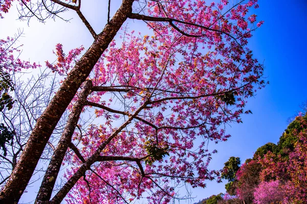 Beautiful Wild Himalayan Cherry Trees Khun Changkhian Highland Agricultural Research — Stock Photo, Image