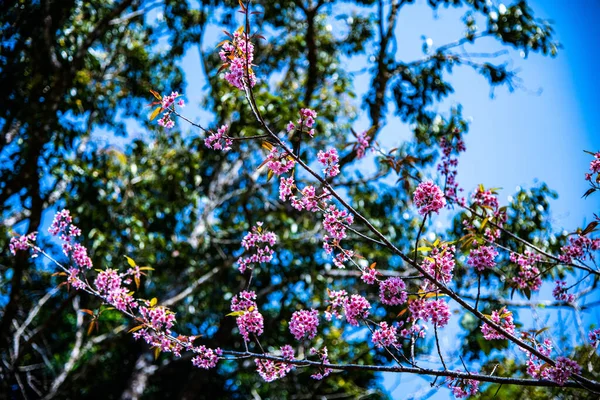 Beautiful Wild Himalayan Cherry Trees Chiangmai Province Thailand — 스톡 사진