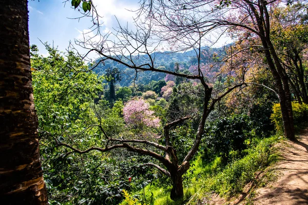 Natural Trail Beautiful Wild Himalayan Cherry Trees Chiangmai Province Thailand — ストック写真