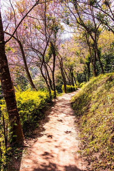 Natural Trail Beautiful Wild Himalayan Cherry Trees Chiangmai Province Thailand — Stock fotografie