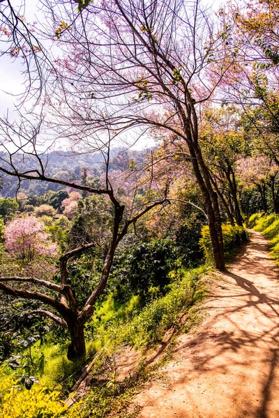 Přírodní Stezka Krásnými Divokými Himálajskými Třešňovými Stromy Provincii Chiangmai Thajsko — Stock fotografie
