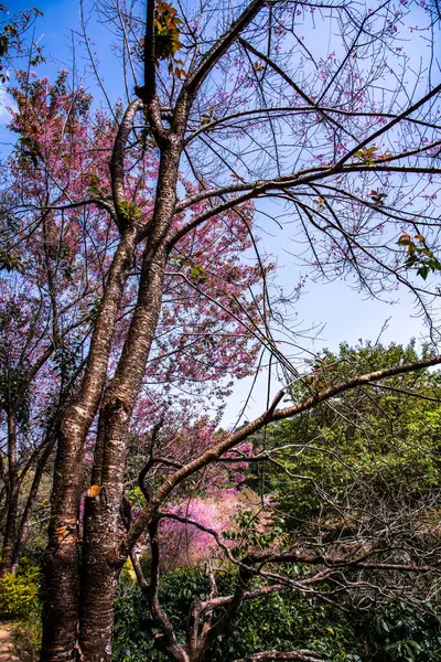 Beautiful Wild Himalayan Cherry Trees Khun Changkhian Highland Agricultural Research — Fotografia de Stock