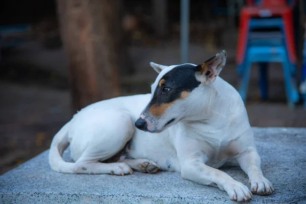 Thai dog on the table, Thailand.