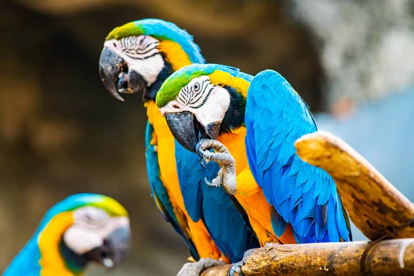 Blue Gold Macaw Bird Thai Thailand — Stock Fotó
