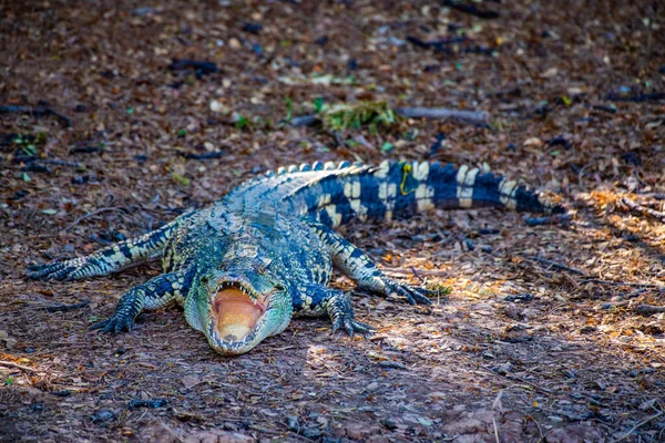 Crocodile Siamois Dans Nature Thaïlande — Photo
