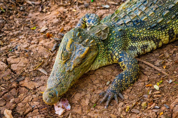 Sziámi Krokodil Jellegű Thaiföld — Stock Fotó