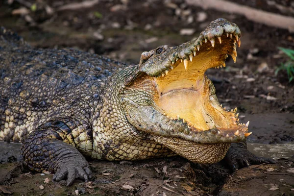Action Crocodile Siamois Dans Nature Thaïlande — Photo