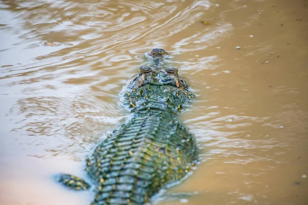 Sziámi Krokodil Jellegű Thaiföld — Stock Fotó