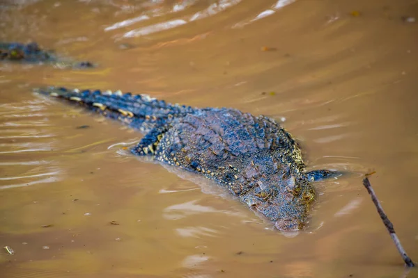 Siamský Krokodýl Přírodě Thajsko — Stock fotografie
