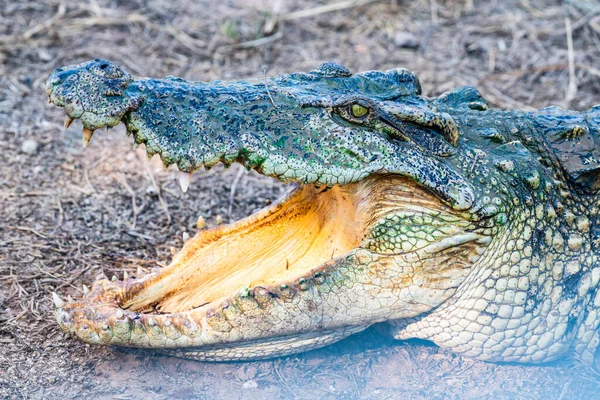Akce Siamského Krokodýla Přírodě Thajsko — Stock fotografie