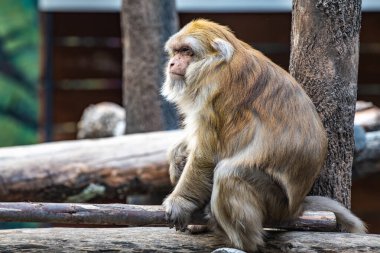 Assam Macaque in Thai, Thailand.