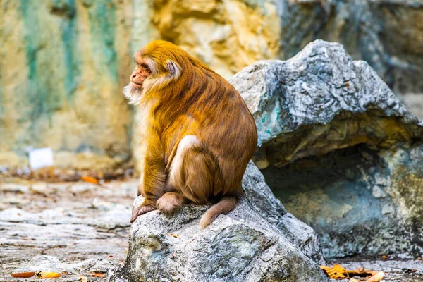 Assam Macaque Thai Thailand — Fotografia de Stock