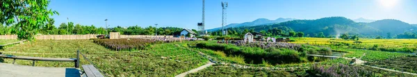 Panorama View Flower Garden Rice Field Chiang Mai Province Thailand — Stock fotografie