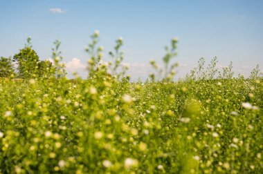 White chrysanthemums flower in the garden, Chiangmai province.