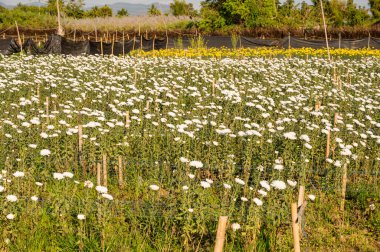 White chrysanthemums flower in the garden, Chiangmai province.