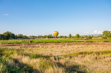 Hot air balloon in the flower garden, Chiangmai province.