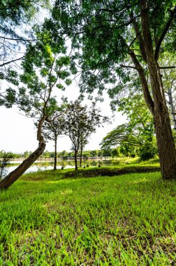 Green grass yard and trees beside Huay Tueng Thao Lake in the morning, Chiang Mai Province.
