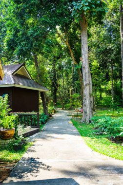 CHIANG MAI, THAILAND - November 5, 2022 : Huay Kaew Arboretum in Chiang Mai Province, Thailand.