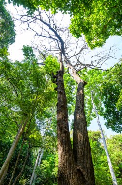 White meranti tree in arboretum, Chiang Mai Province.