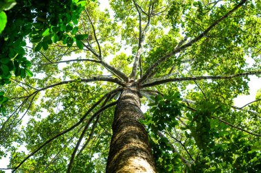 Old Yang Na tree in Chiang Mai Province, Thailand.