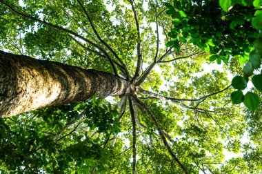 Old Yang Na tree in Chiang Mai Province, Thailand.