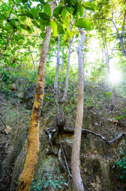 Eroded soil layers and ancient tree roots along the nature trail in Mae Wang National Park, Chiang Mai Province.