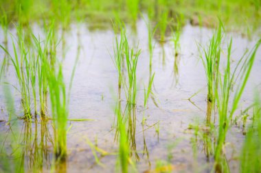 Rice sprouts in the paddy field, Chiang Mai Province.