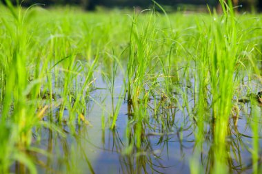 Rice sprouts in the paddy rice field, Chiang Mai Province.