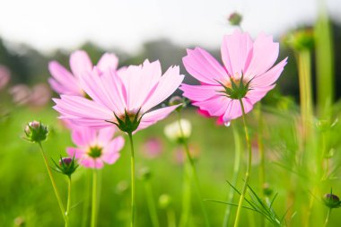 Pink cosmos flowers in the garden, Chiang Mai Province.