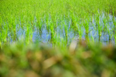 Rice sprouts in the paddy rice field, Chiang Mai Province.