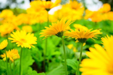 Sarı Gerbera bahçede, Chiang Mai Eyaleti.