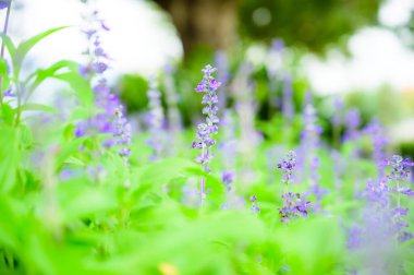 Blue salvia flower or lavender flower in garden at Chiang Mai Province.